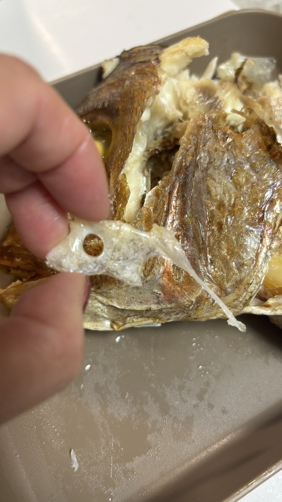 鯛のかぶとから出てきた「鯛の鯛」と呼ばれる鯛の形をした骨